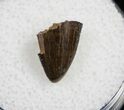 Theropod Tooth Tip - Two Medicine Formation #9993-1